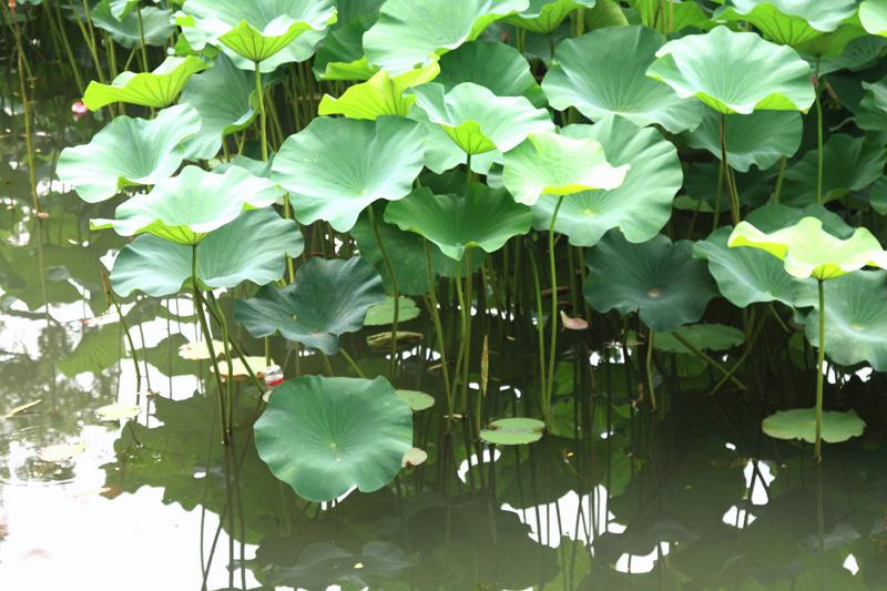 812-Hangzhou,18 luglio 2014.JPG